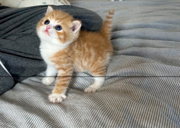 创赢盘交易 这5种猫只认一个主人！走丢十年也记得回家路！