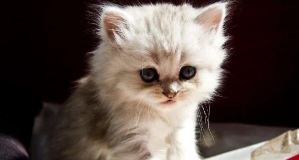 领航配资 小猫咪跳上腿，生活从此不一样，你家猫咪有多暖？